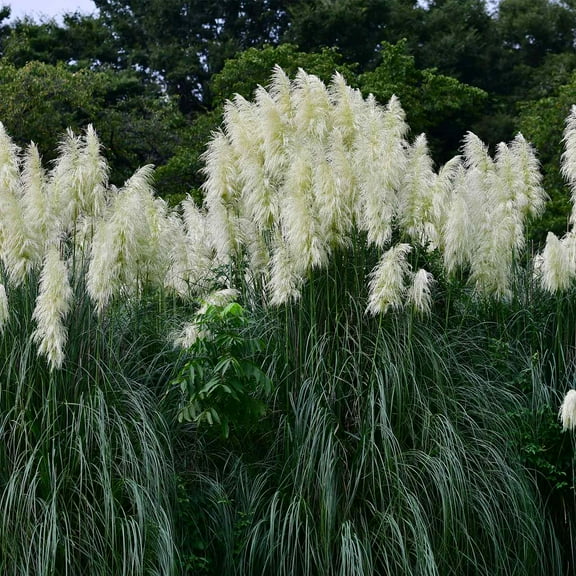 Pampas Grass Seeds - Argentea White - 1000 Seeds - Decorative Ornamental Grass - Cortaderia selloana