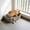 Gray#87, variant on High Wall Dog Potty Tray with Removable Grate, Splash-Proof Indoor Pet Toilet for Small and Medium Dogs, Anti-Skid Bottom Puppy Training Pad Holder, Easy to Clean Litter Box, Size is S