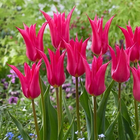 Oriental Pearl Lily Flowering Tulip Flower Bulbs - 10 Bulbs per Pack - Good as Cut Flowers - Perennializing - Easy to Grow Live Plants - Outdoor Garden