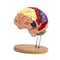 thumbnail image 2 of Modelo de cerebro humano ampliado 2x, modelo médico didáctico de 4 piezas con base, modelo cerebral anatómicamente preciso para psicología., 2 of 9