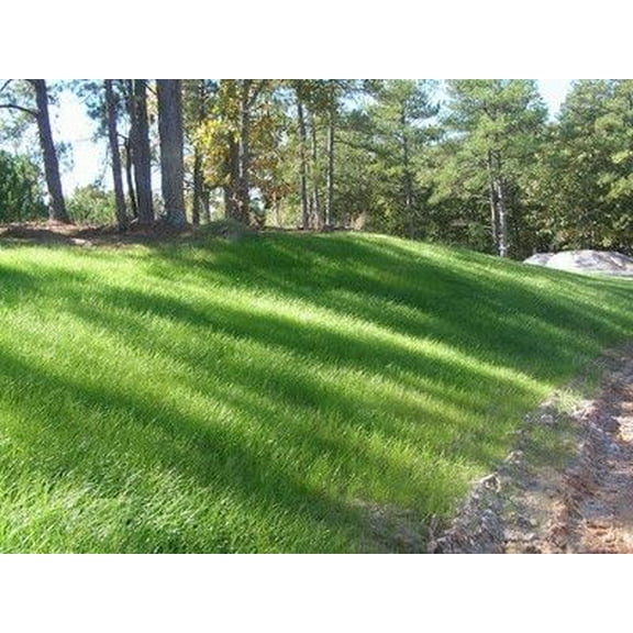Pennington Sahara Bermuda Grass Seed, 1 lb - Excellent Shade Tolerance