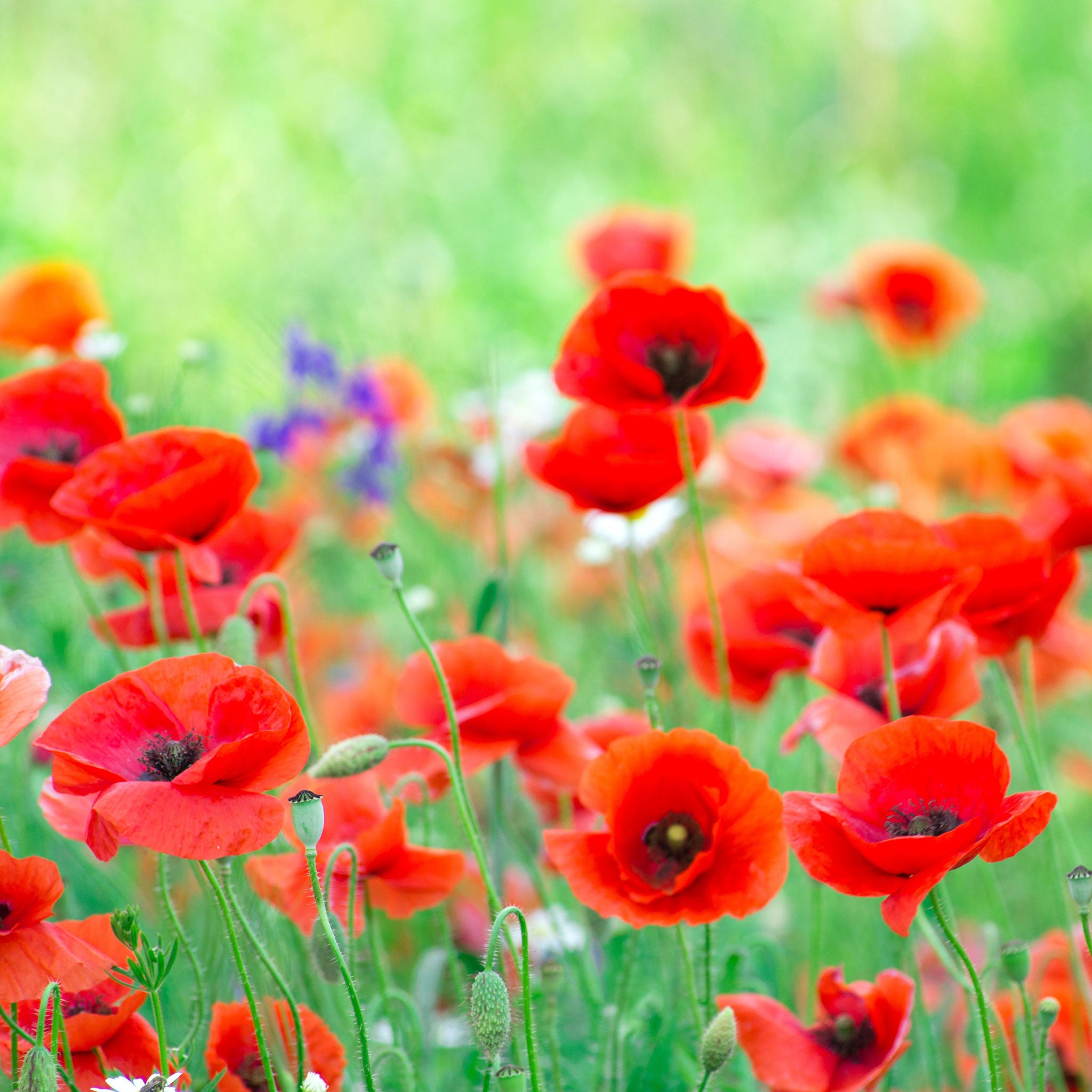 Poppy Ree Red Poppies Flowers