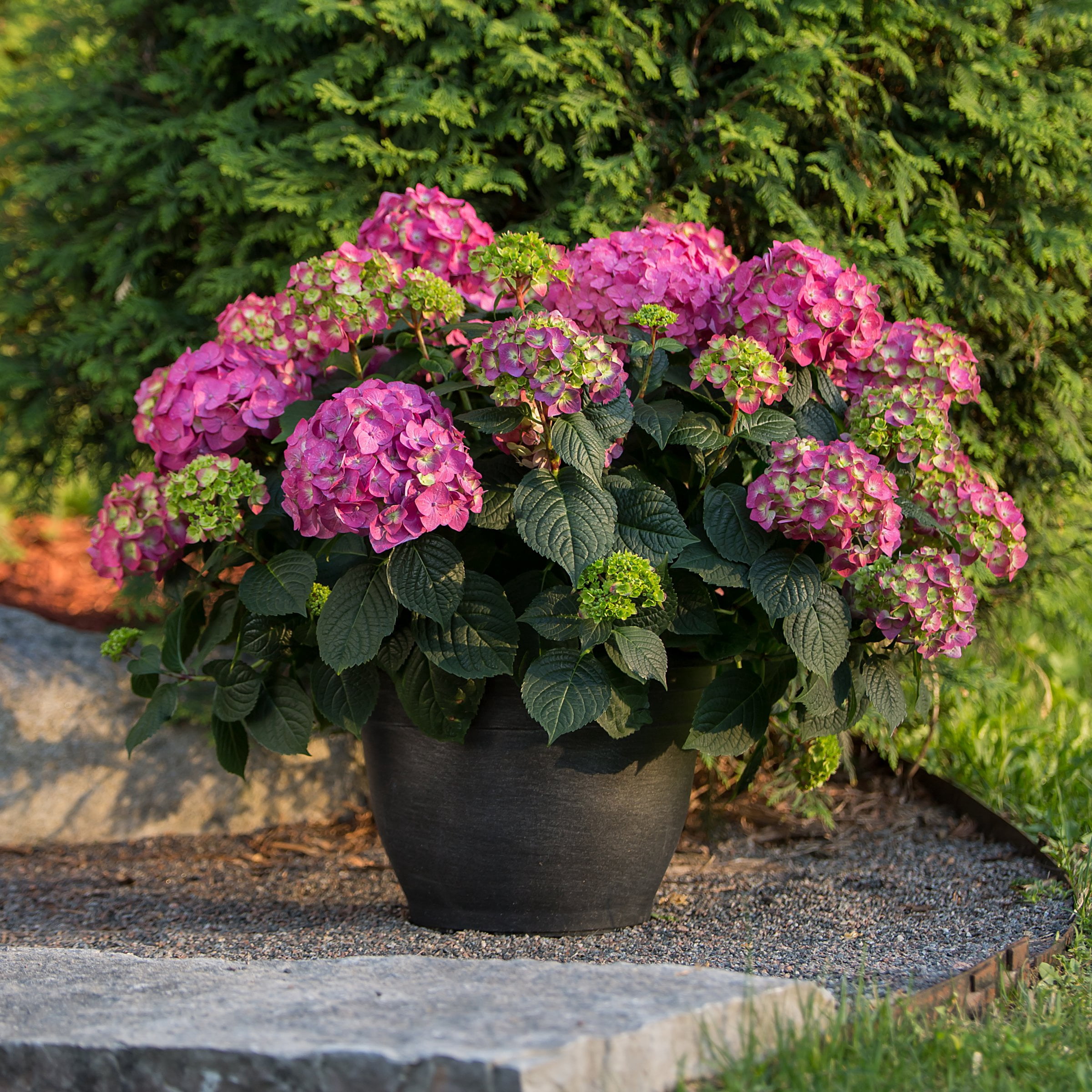 National Plant Network 1 gal. Hydrangea Endless Summer Summer Crush