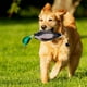 thumbnail image 2 of 2X Parachoques Simulado de Pato Que Imita el Juguete Parachoques de Pato Muerto para Entrenar Cachorros o Perros de Caza Adultos, 2 of 5