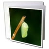 3dRose Monarch, Danaus Plexipp pupa, chrysalis, Marion County, Illinois - Greeting Cards, 6 by 6-inches, set of 6