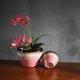 thumbnail image 5 of Macetas redondas de cerámica, ideales for plantas de interior, hierbas y suculentas., 5 of 6