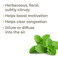 thumbnail image 2 of Plant Therapy Bergamot Mint Essential Oil 10 mL (1/2 oz) 100% Pure, Undiluted, Therapeutic Grade, 2 of 7