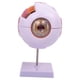 thumbnail image 2 of Modelo anatómico del ojo humano 4D desmontado identificar funciones del globo ocular modelo profesional de visualización del globo ocular para, 2 of 9
