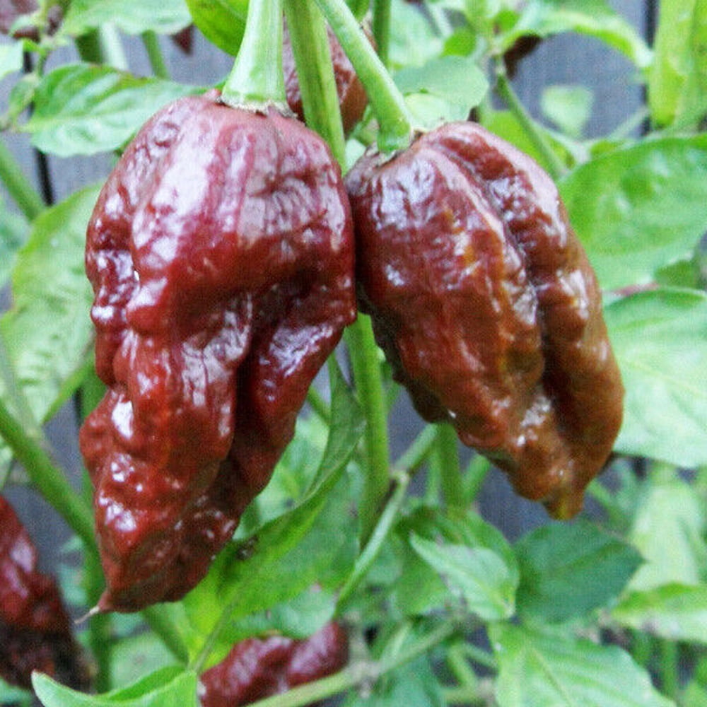 Chocolate (Brown) Ghost Pepper  / Bhut Jolokia Powder 1kg