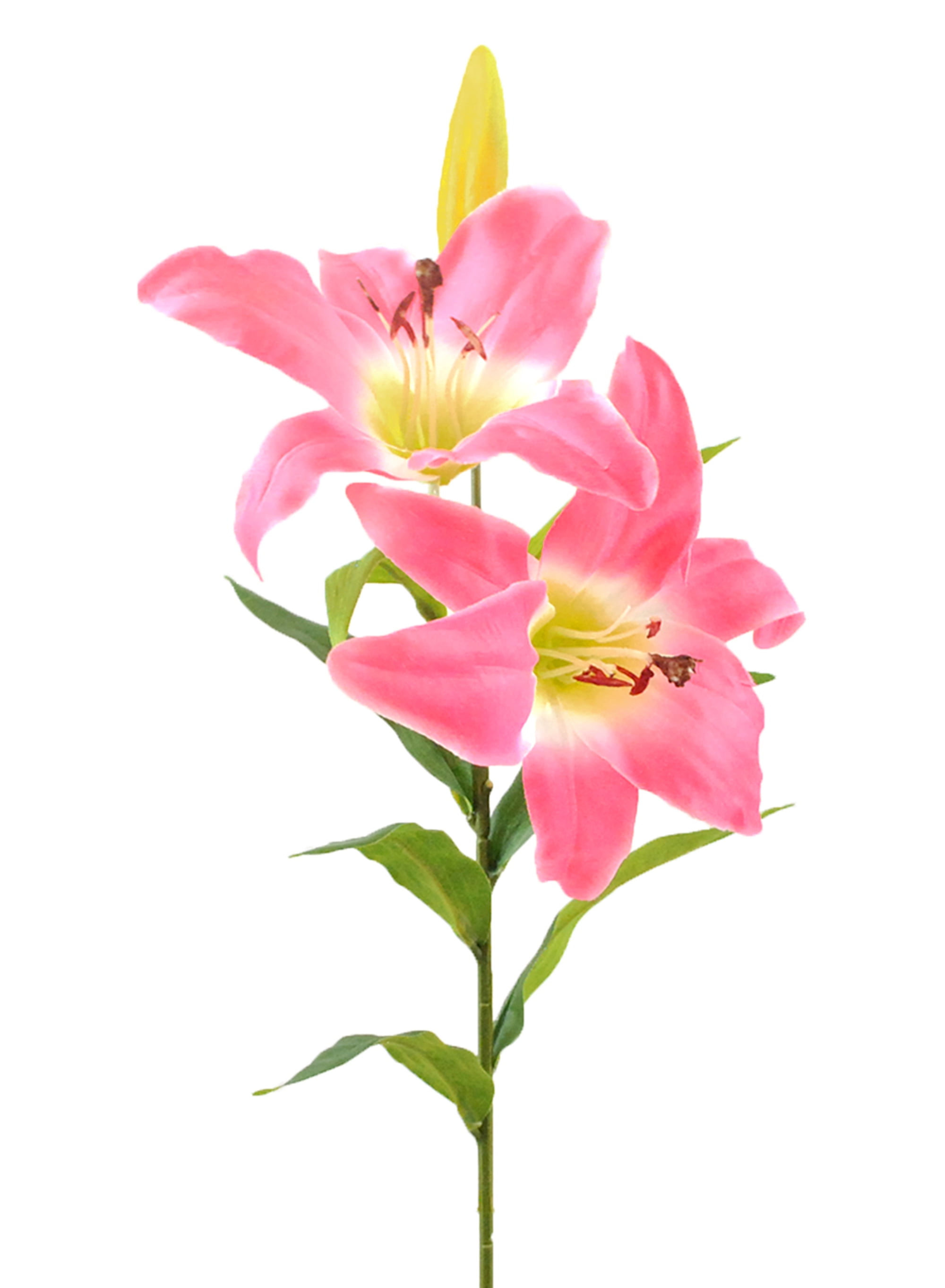 Lily❤️ Design Imports CAMZ33621 DII Flower Tiger Lily, Dark Pink