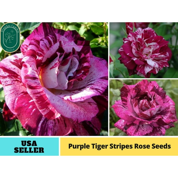 30  Seeds|Purple Tiger Stripes Flower Rose Seeds - Authentic Seeds - Perennial~GMO Free~~Flower seeds ~ Asian Garden~ Herbs B5G1#1103