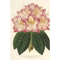 thumbnail image 2 of Charles Antoine Lemaire 11x14 Gold Ornate Wood Frame and Double Matted Museum Art Print Titled - Rhododendrum Ornatissimum (Hybr.) (1854-1896), 2 of 4