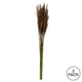 thumbnail image 5 of Vickerman 36" Brown Plume Reed Bundle, (30-40 stems), Preserved, 5 of 5