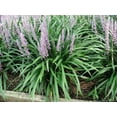 thumbnail image 2 of Classy Groundcovers, Lily Turf 'Ingwersen', Classic Blue Lilyturf, Border Grass, Monkey Grass (54 Pots, 2 1/2 inch square), 2 of 10