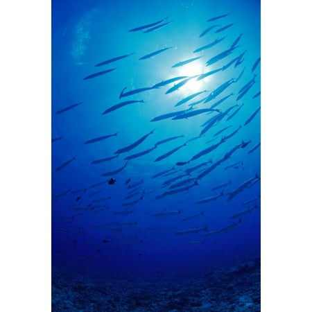 Barracuda Floor - Micronesia School Blackfin Barracuda Silhouetted By Sunburst (Sphyraena Genie) Stretched Canvas - Dave Fleetham Design Pics (12 x 19)