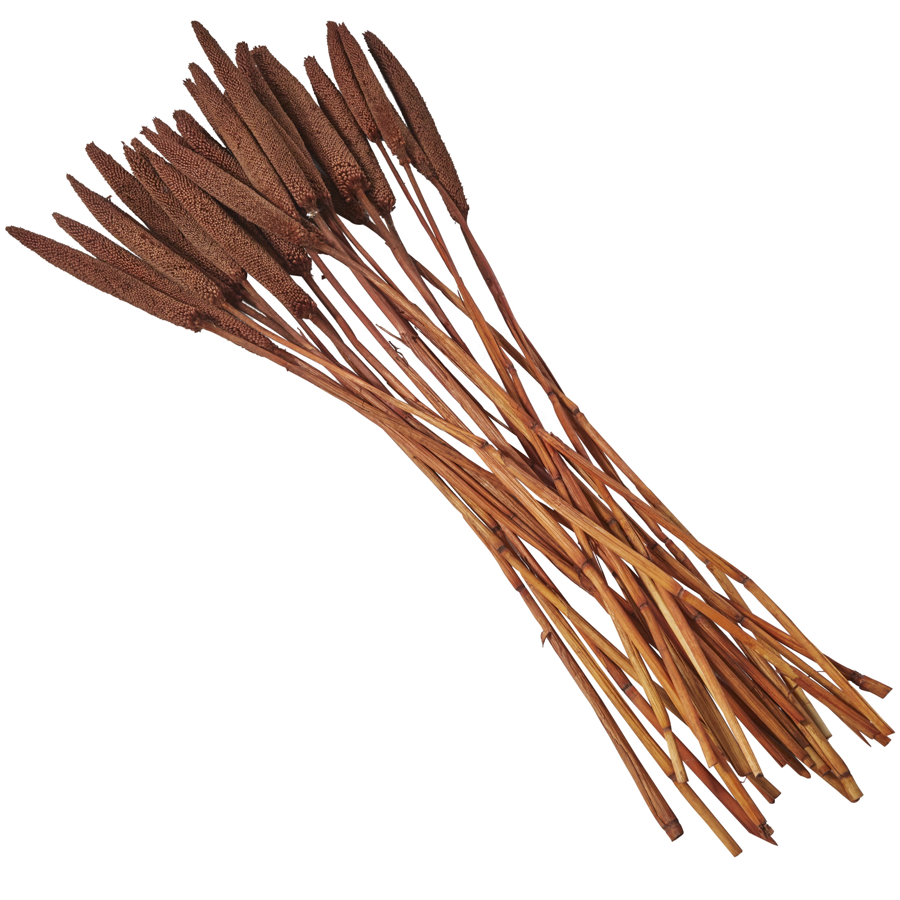 20" Dried Plant Natural Foliage Bunny Tail Bouquet with Long Stems, by DecMode