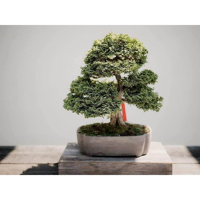 Bonsai With Ceramic Pot Brussel's Live Shimpaku Juniper Bonsai Tree | 3  Year Old 4-6" Tall | Includes Ceramic Pot & Humidity Tray Shimpaku Bonsai