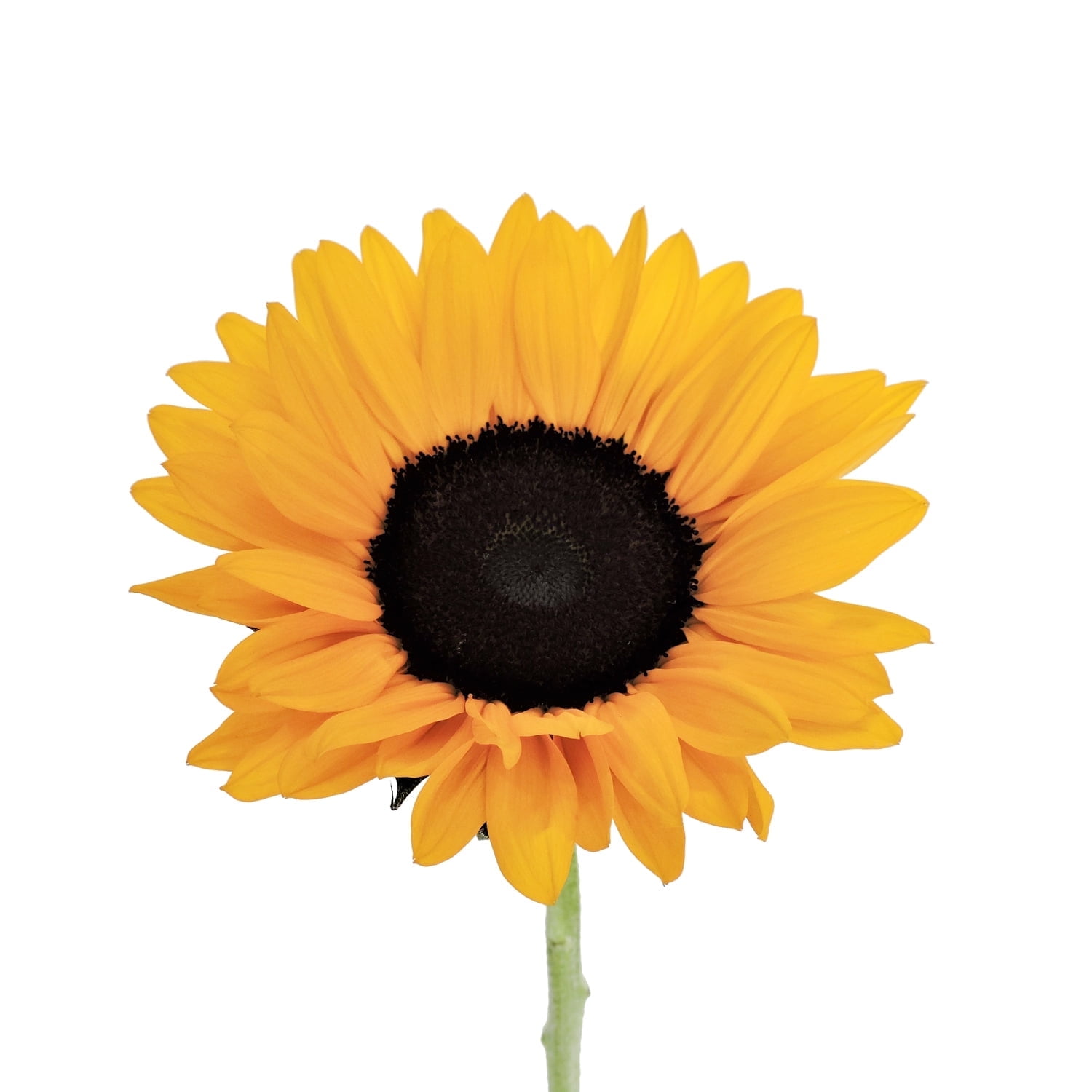 Bloomingmore - Fresh Cut Flowers - Yellow Sunflower - 40 Stems