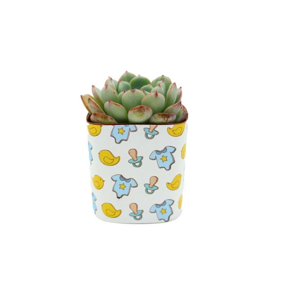 Plants Of Joy Pacifer Print Succulent Wraps for Weddings, Baby Shower, and Party Favors. 25 Count Pack.