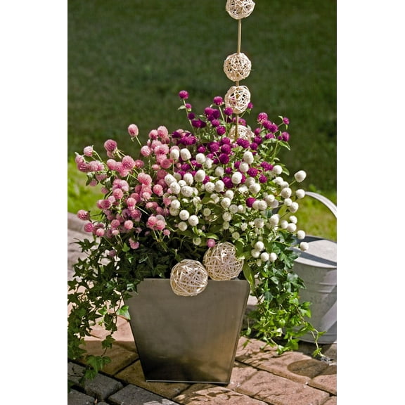 Globosa Las Vegas Series Mixture Gomphrena Seeds - 30 Seeds