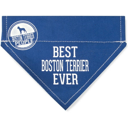 Pavilion - Best Boston Terrier Ever - Blue Canvas Small Dog Bandana Collar - 7