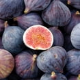 thumbnail image 3 of LSU Purple Fig Tree Live Fruit Tree – 1 Gallon Potted Plant, Sweet Purple Figs, Hardy Heat-Tolerant Fig, 3 of 5