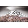thumbnail image 2 of Mitamura, Takeshi 32x20 Gold Ornate Wood Framed with Double Matting Museum Art Print Titled - Sakura Fuji, 2 of 4