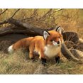 thumbnail image 3 of Folkmanis Red Fox Hand Puppet, Rust, White, Black, 1 EA, 3 of 6