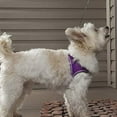 thumbnail image 2 of Coastal Li'l Pals Mesh Dog Harness Small Orchid, 2 of 3