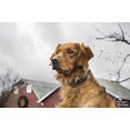 thumbnail image 3 of SportDOG Brand Contain + Train Add-A-Dog Collar - Additional, Replacement, or Extra In-Ground Fence + Remote Training Collar - Waterproof and Rechargeable with Tone, Vibrate, and Shock, 3 of 6
