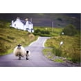 thumbnail image 2 of Two Sheep Walking on Street in Scotland, Stretched Canvas Wall Art by OtmarW Sold by Art.Com, 2 of 5