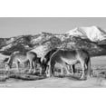 thumbnail image 2 of Hopkins, Cindy Miller 14x11 White Modern Wood Framed Museum Art Print Titled - USA-Colorado-Westcliffe Music Meadows Ranch Herd of horses with Rocky Mountains in the distance, 2 of 4