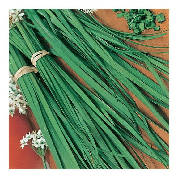 Chives Great Herb Heirloom Vegetable BULK 15,000 Seeds