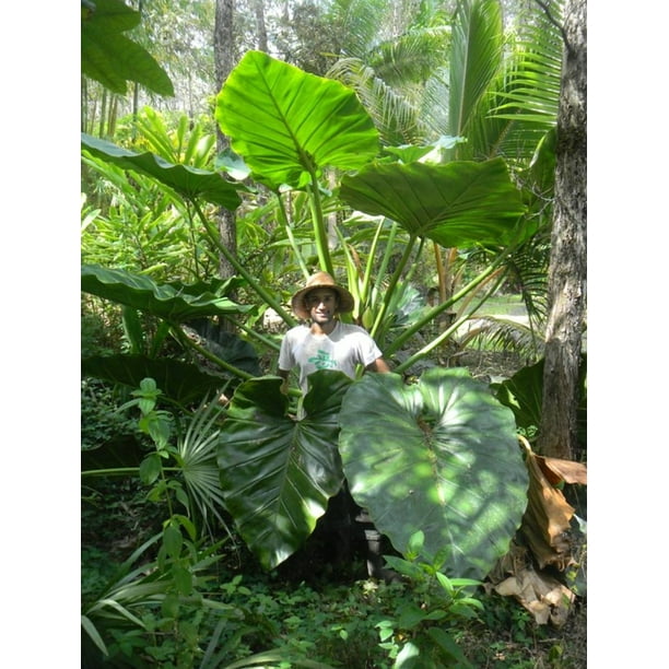 Monster Philodendron Giganteum Huge Leaves 6 Pot Trending Collector S Series Walmart Com Walmart Com