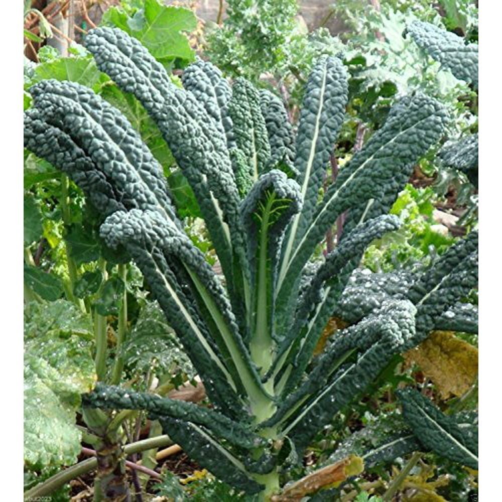 Kale Lacinato (AKA Dinosaur or Tuscan) Great Heirloom Vegetable 500