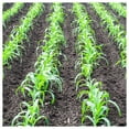 thumbnail image 3 of - 1 lb Serendipity F1 Hybrid Bicolor Sweet Corn Seeds - Gold Vault Bulk Seed Packet, 3 of 3