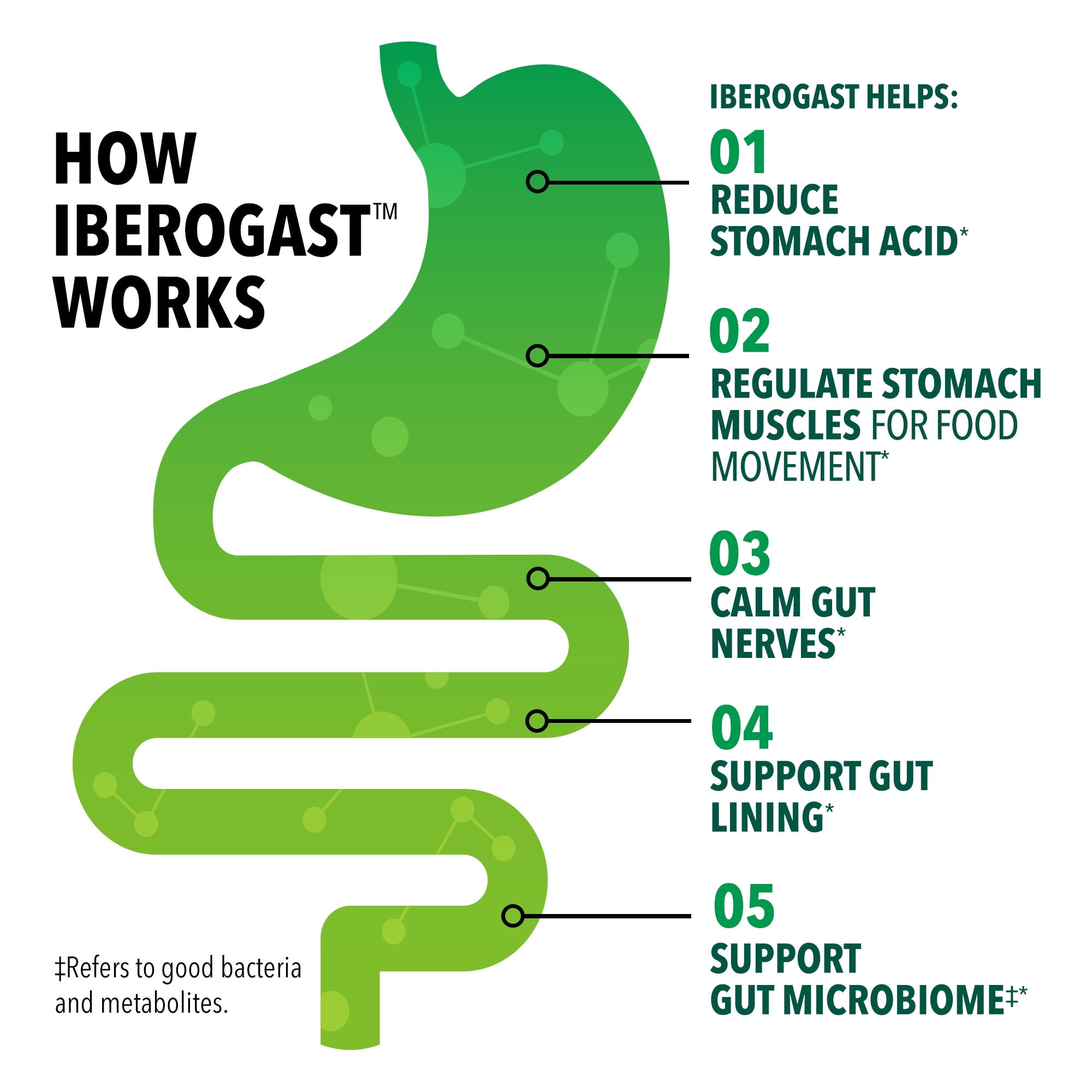 Iberogast Liquid Drops for Occasional Upset Stomach (Indigestion, Bloating, Gas), 20 mL