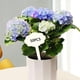 thumbnail image 4 of 50/Set Etiquetas para plantas Marcadores de madera para macetas Etiquetas con nombre Adornos Nube, 4 of 9
