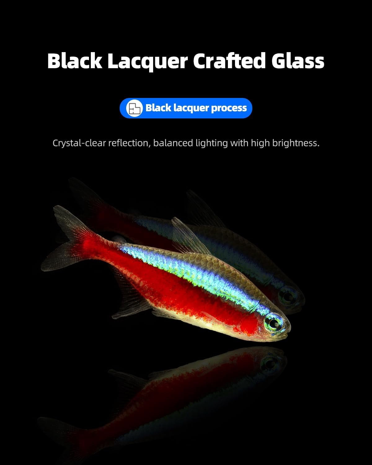 2.5 Gallon Clear Glass Aquarium for Betta Fish, Goldfish, Snails, Shrimp and Live Aquatic Plants