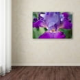 thumbnail image 3 of Trademark Fine Art 'Glowing Iris' Canvas Art by PIPA Fine Art, 3 of 3