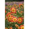 thumbnail image 2 of Rotenberg, Nancy 23x32 White Modern Wood Framed Museum Art Print Titled - Oregon Field of dahlia flowers on Swan Island, 2 of 4