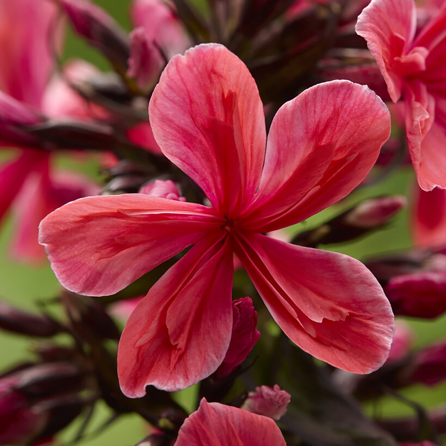 Van Zyverden Tall Phlox Paniculata Cleopatra Set of 3 Plant Roots Pink Partial Sun Perennial Pollinator 1 lb