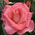 Heirloom Roses Touch of Class™ Hybrid Tea Rose Plant