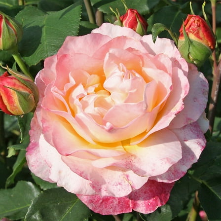Heirloom Roses - Spiced Coffee Hybrid Tea Rose Plant