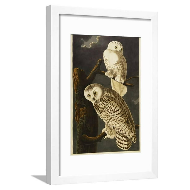 Snowy Owl Framed Print Wall Art By John James Audubon ...
