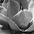 thumbnail image 2 of Tenoever, William 20x20 White Modern Wood Framed Museum Art Print Titled - Mescal Agave: BandW, 2 of 4