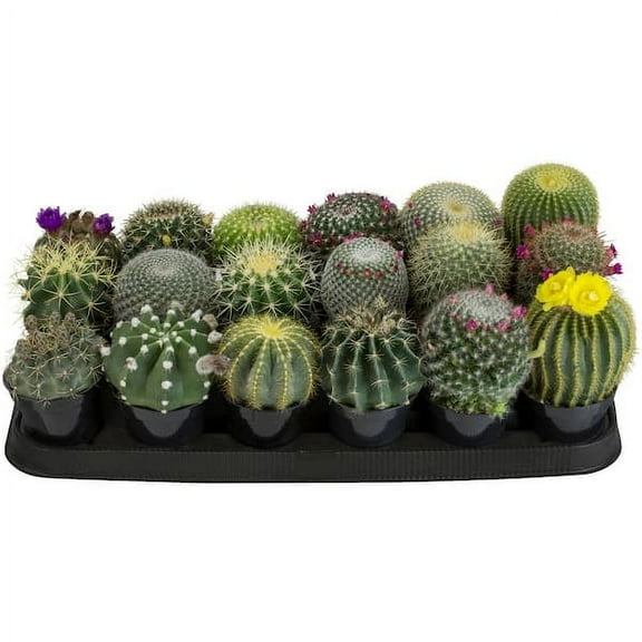 ALTMAN PLANTS 9 cm Cactus Assortment Plant (18-Pack) 0881056