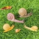 thumbnail image 2 of Set de figuras de caracol realista de PVC, 4 piezas, para niños mayores de 3 años, 2 of 3
