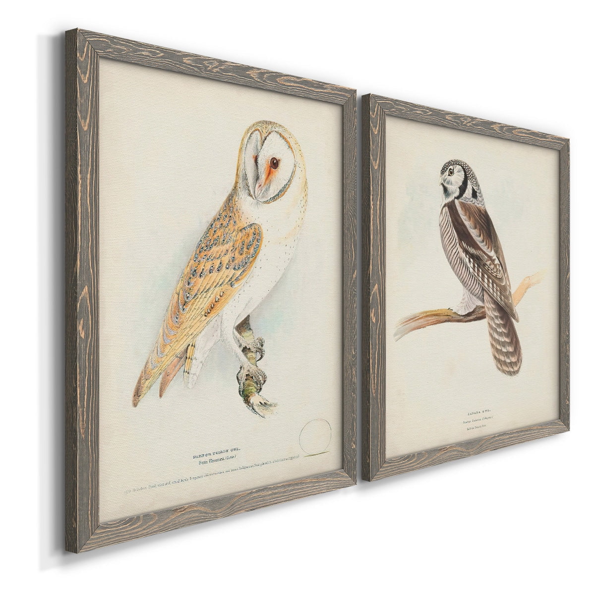 Barn Owl - Premium Framed Canvas 2 Piece Set - Ready to Hang