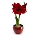 thumbnail image 1 of Bloomaker USA COL-00598 Bloomaker Red Tin Amaryllis Bulb Kit - Red Velvet, 1 of 1
